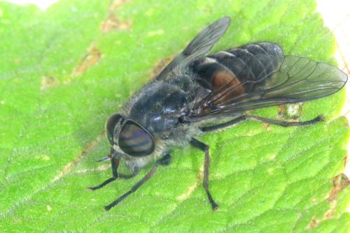Réf. 342 673 : Hybomitra bimaculata